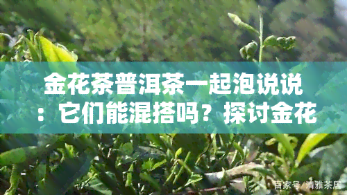 金花茶普洱茶一起泡说说：它们能混搭吗？探讨金花茶与普洱茶的搭配效果