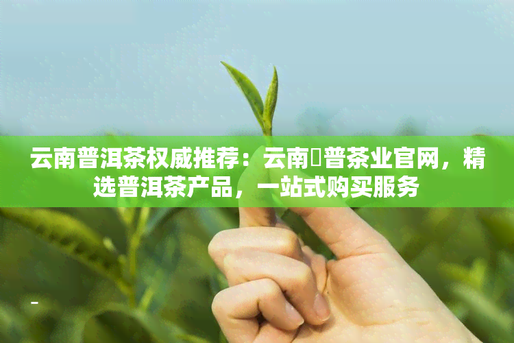 云南普洱茶权威推荐：云南澋普茶业官网，精选普洱茶产品，一站式购买服务-陈年普洱茶