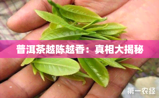 普洱茶越陈越香：真相大揭秘