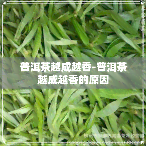 普洱茶越成越香-普洱茶越成越香的原因