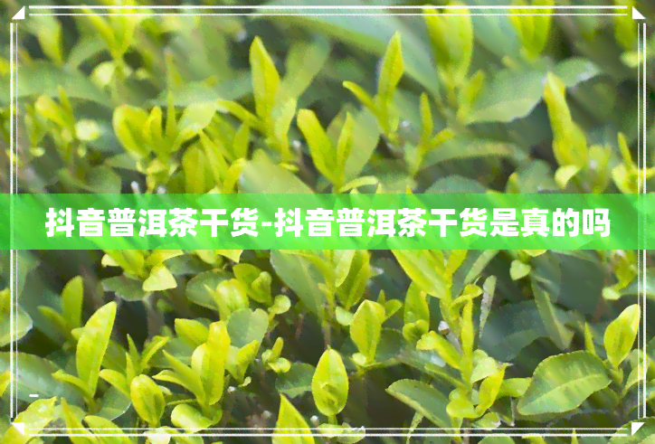 抖音普洱茶干货-抖音普洱茶干货是真的吗