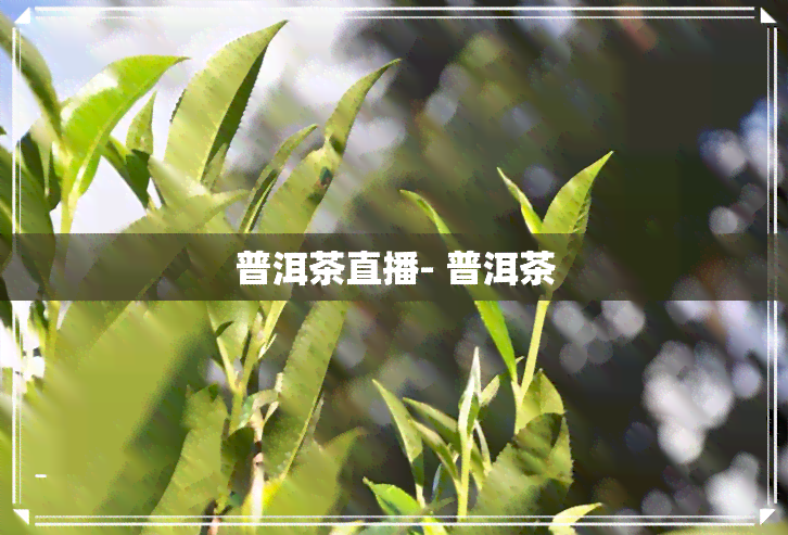 普洱茶直播- 普洱茶