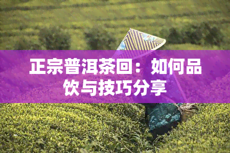 正宗普洱茶回：如何品饮与技巧分享