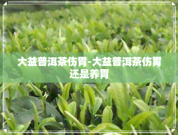 大益普洱茶伤胃-大益普洱茶伤胃还是养胃