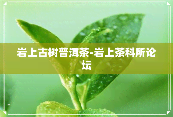 岩上古树普洱茶-岩上茶科所论坛