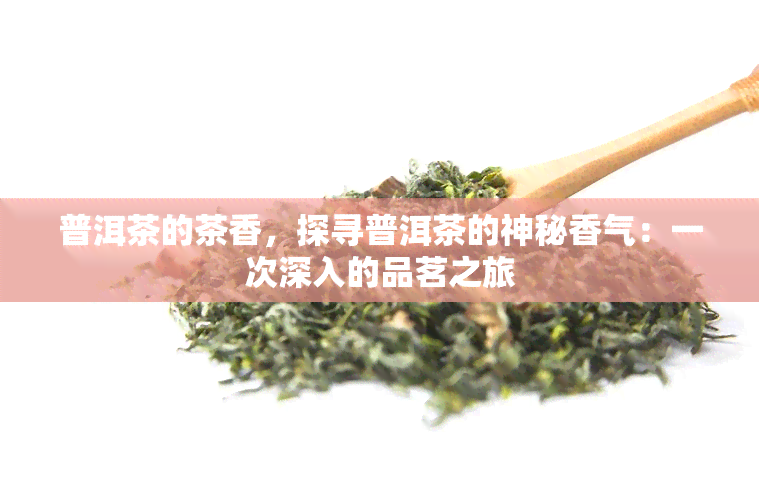 普洱茶的茶香，探寻普洱茶的神秘香气：一次深入的品茗之旅