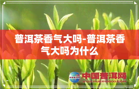 普洱茶香气大吗-普洱茶香气大吗为什么