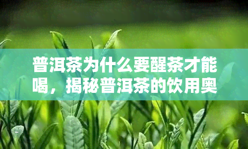 普洱茶为什么要醒茶才能喝，揭秘普洱茶的饮用奥秘：为何要进行醒茶操作？