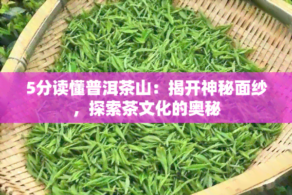 5分读懂普洱茶山：揭开神秘面纱，探索茶文化的奥秘