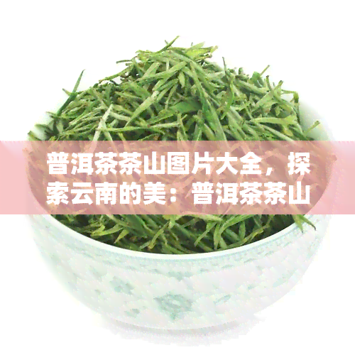 普洱茶茶山图片大全，探索云南的美：普洱茶茶山图片大全