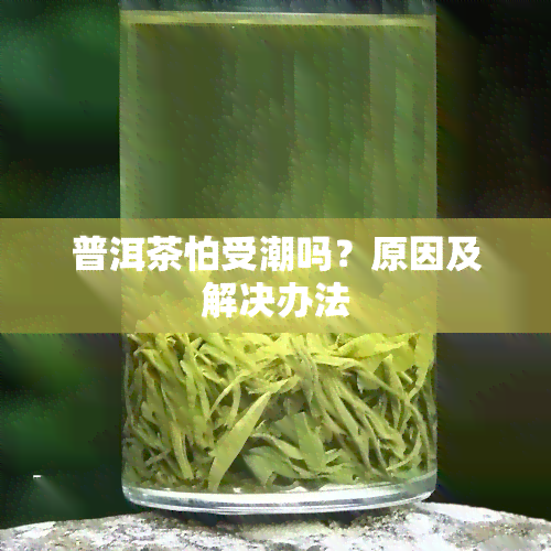 普洱茶怕受潮吗？原因及解决办法