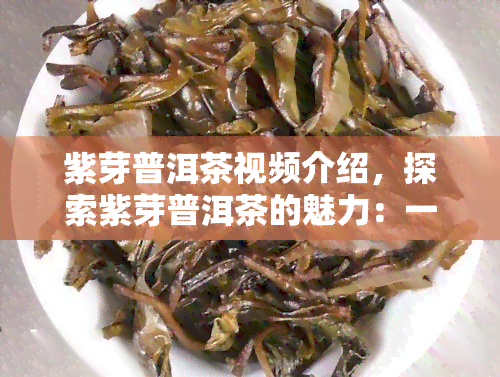 紫芽普洱茶视频介绍，探索紫芽普洱茶的魅力：一份详细视频介绍