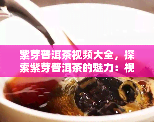 紫芽普洱茶视频大全，探索紫芽普洱茶的魅力：视频大全一网打尽！