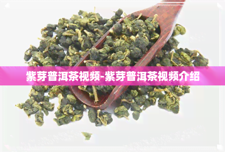 紫芽普洱茶视频-紫芽普洱茶视频介绍