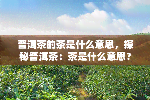 普洱茶的茶是什么意思，探秘普洱茶：茶是什么意思？