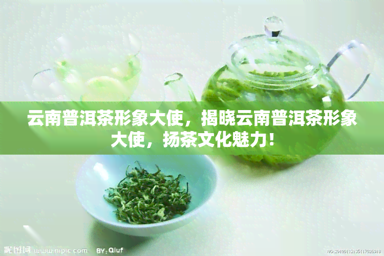 云南普洱茶形象大使，揭晓云南普洱茶形象大使，扬茶文化魅力！