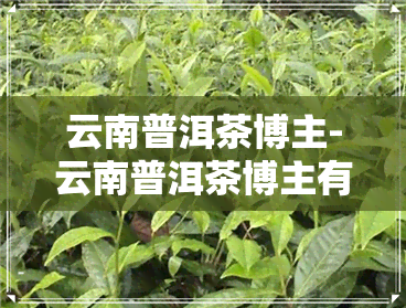 云南普洱茶博主-云南普洱茶博主有哪些