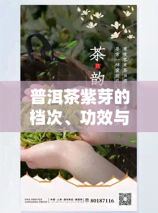 普洱茶紫芽的档次、功效与价格全解析