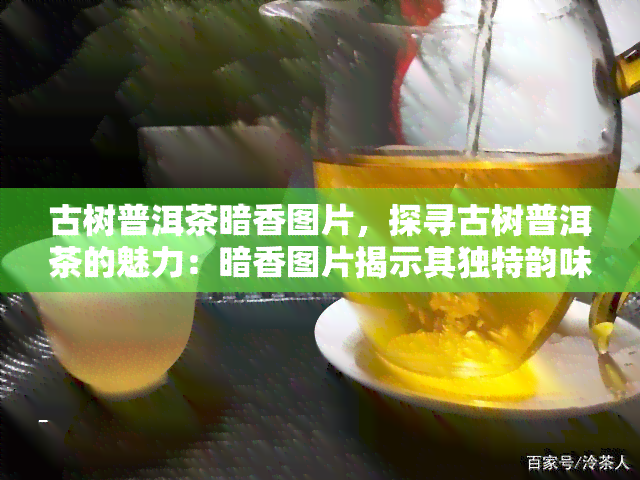 古树普洱茶暗香图片，探寻古树普洱茶的魅力：暗香图片揭示其独特韵味