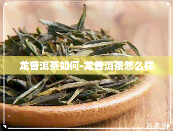 龙普洱茶如何-龙普洱茶怎么样