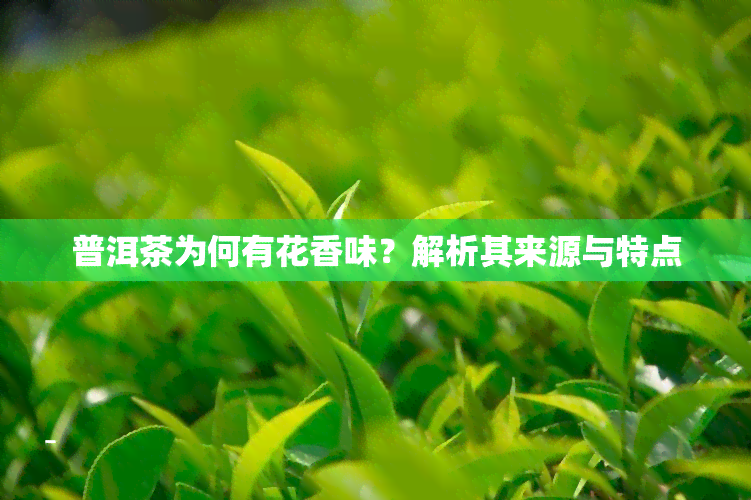 普洱茶为何有花香味？解析其来源与特点