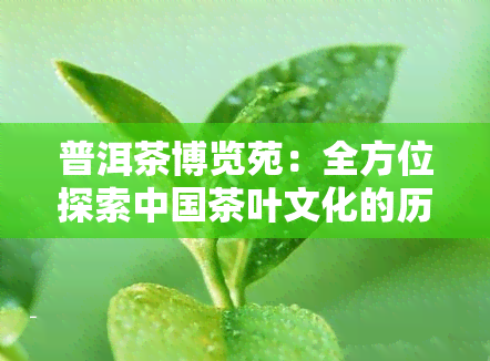 普洱茶博览苑：全方位探索中国茶叶文化的历与魅力