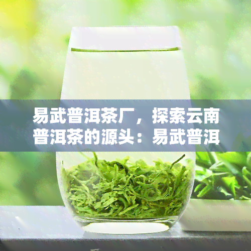 易武普洱茶厂，探索云南普洱茶的源头：易武普洱茶厂的魅力与历