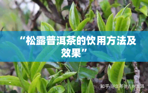 “松露普洱茶的饮用方法及效果”