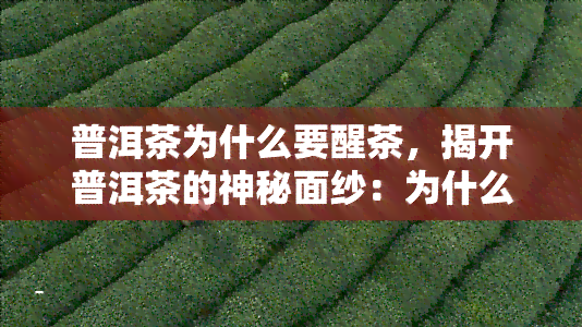 普洱茶为什么要醒茶，揭开普洱茶的神秘面纱：为什么需要醒茶？