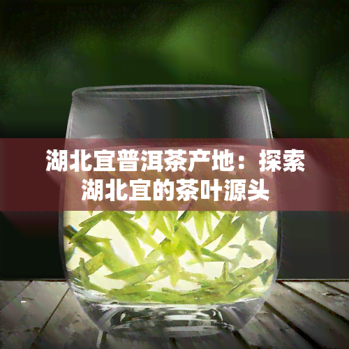 湖北宜普洱茶产地：探索湖北宜的茶叶源头