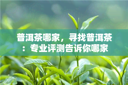 普洱茶哪家，寻找普洱茶：专业评测告诉你哪家