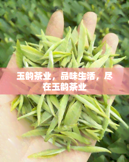 玉韵茶业，品味生活，尽在玉韵茶业