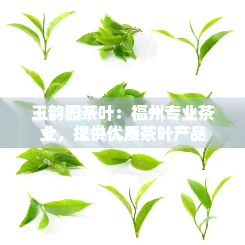 玉韵园茶叶：福州专业茶业，提供优质茶叶产品