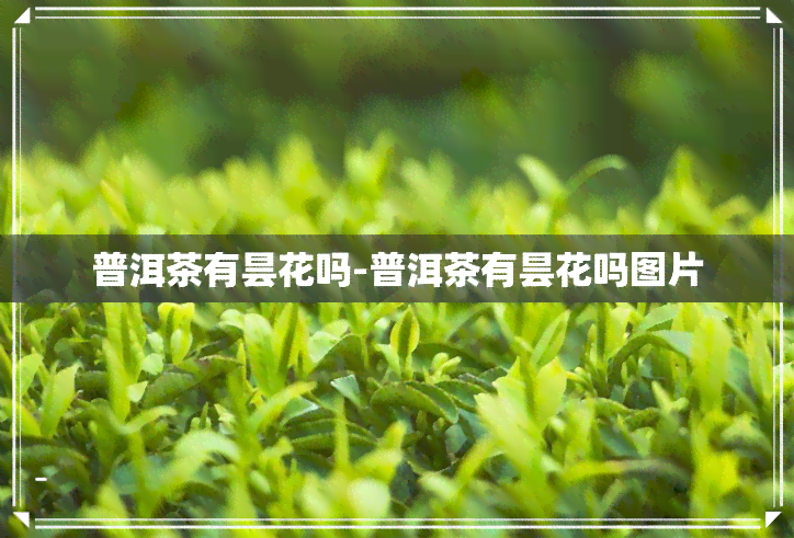 普洱茶有昙花吗-普洱茶有昙花吗图片