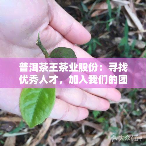 普洱茶王茶业股份：寻找优秀人才，加入我们的团队！