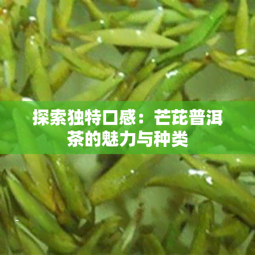 探索独特口感：芒芘普洱茶的魅力与种类