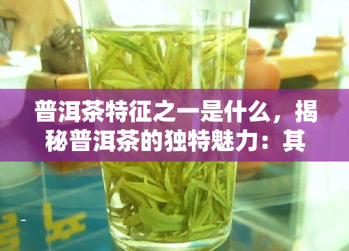 普洱茶特征之一是什么，揭秘普洱茶的独特魅力：其特征之一是什么？