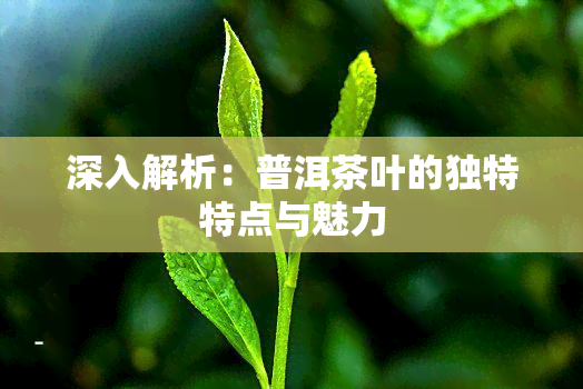 深入解析：普洱茶叶的独特特点与魅力