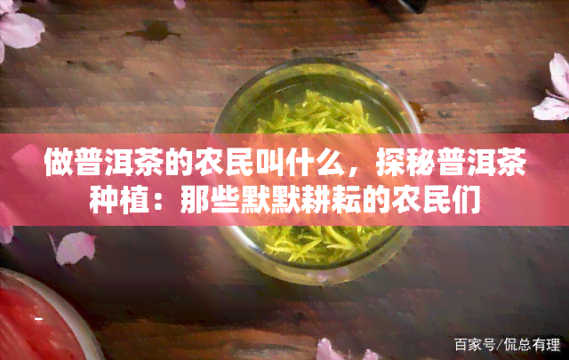 做普洱茶的农民叫什么，探秘普洱茶种植：那些默默耕耘的农民们