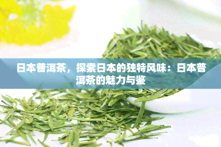 普洱茶，探索的独特风味：普洱茶的魅力与鉴