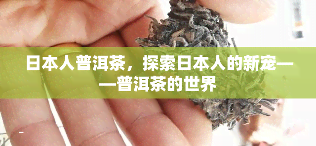 人普洱茶，探索人的新宠——普洱茶的世界