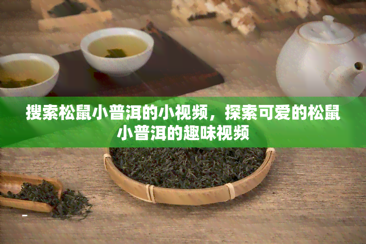 搜索松鼠小普洱的小视频，探索可爱的松鼠小普洱的趣味视频