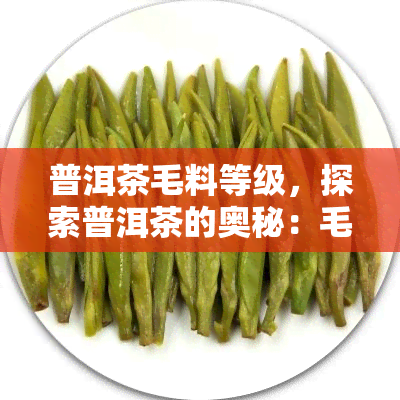 普洱茶毛料等级，探索普洱茶的奥秘：毛料等级详解