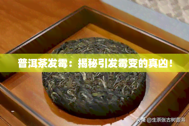 怎样防止茶叶泡到水里发霉（怎样防止茶叶泡到水里发霉的方法）