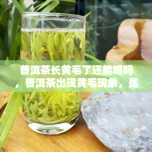 普洱茶长黄毛了还能喝吗，普洱茶出现黄毛现象，是否还能饮用？