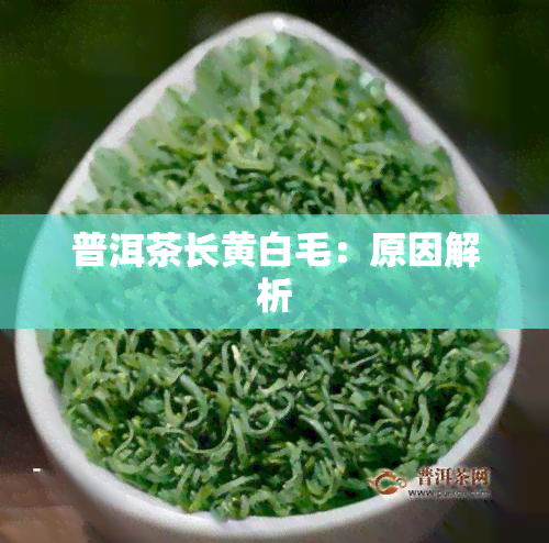 普洱茶长黄白毛：原因解析