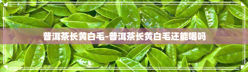 普洱茶长黄白毛-普洱茶长黄白毛还能喝吗