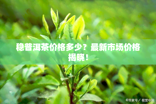 稳普洱茶价格多少？最新市场价格揭晓！