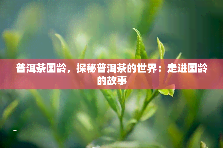 普洱茶国龄，探秘普洱茶的世界：走进国龄的故事