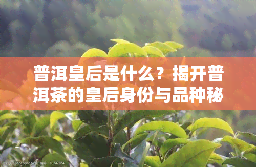 普洱皇后是什么？揭开普洱茶的皇后身份与品种秘密